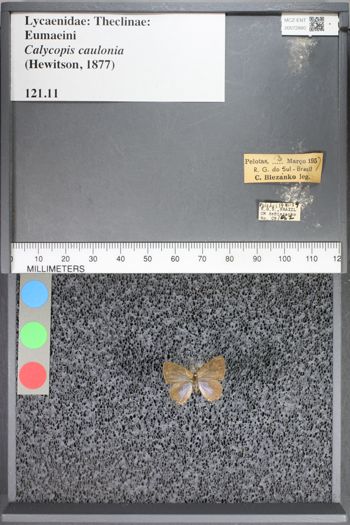 Media type: image;   Entomology 72880
